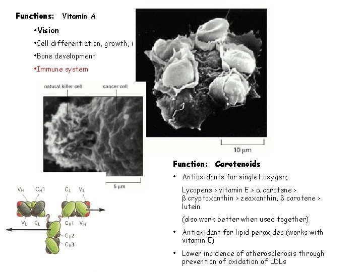 Functions: Vitamin A • Vision • Cell differentiation, growth, reproduction • Bone development •