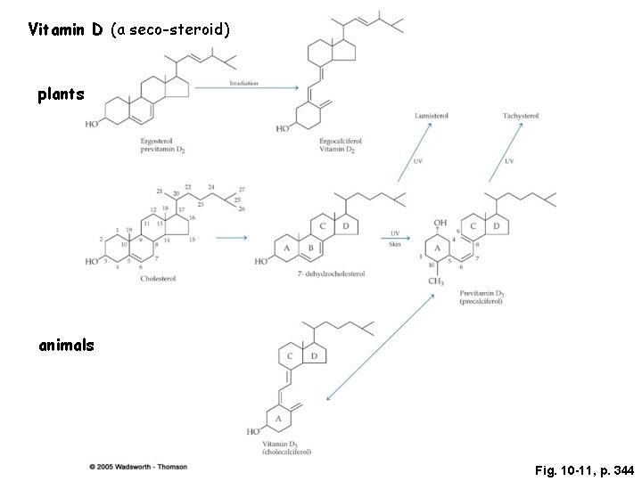 Vitamin D (a seco-steroid) plants animals Fig. 10 -11, p. 344 