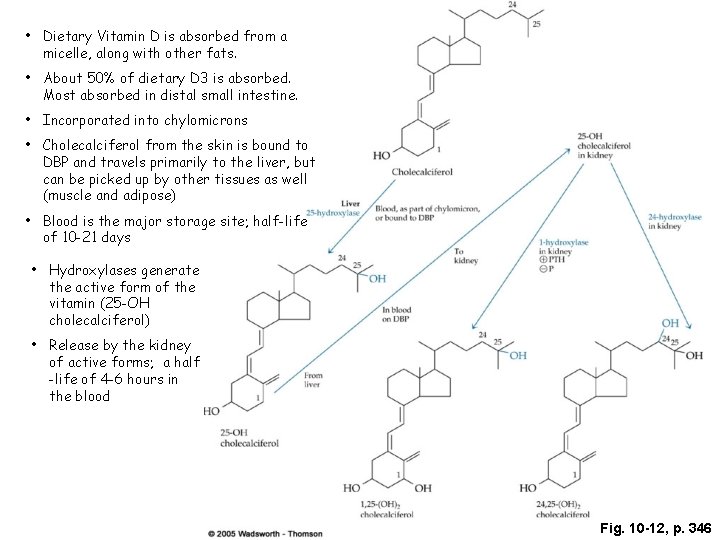  • Dietary Vitamin D is absorbed from a micelle, along with other fats.