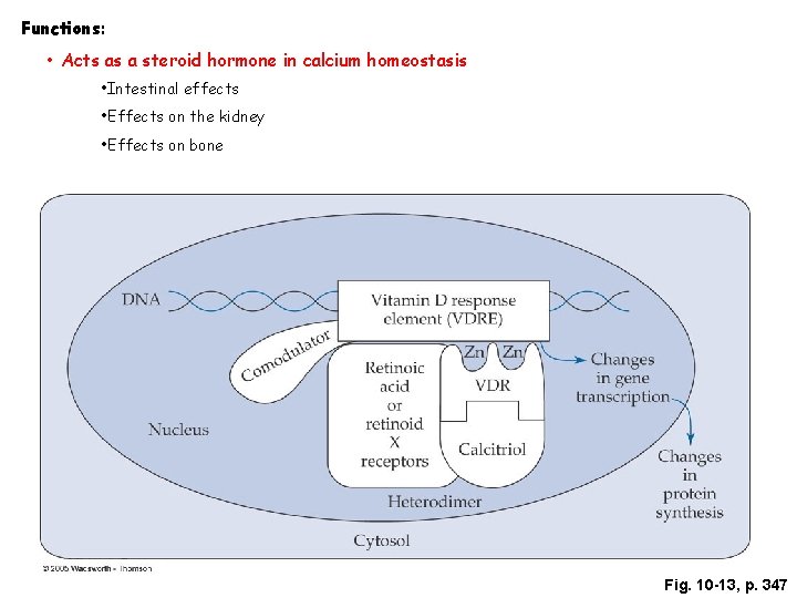 Functions: • Acts as a steroid hormone in calcium homeostasis • Intestinal effects •