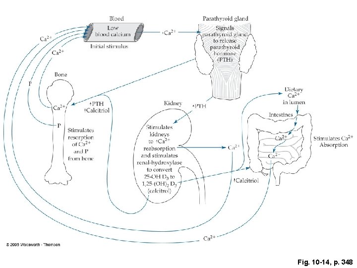 Fig. 10 -14, p. 348 