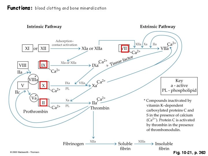 Functions: blood clotting and bone mineralization Fig. 10 -21, p. 363 