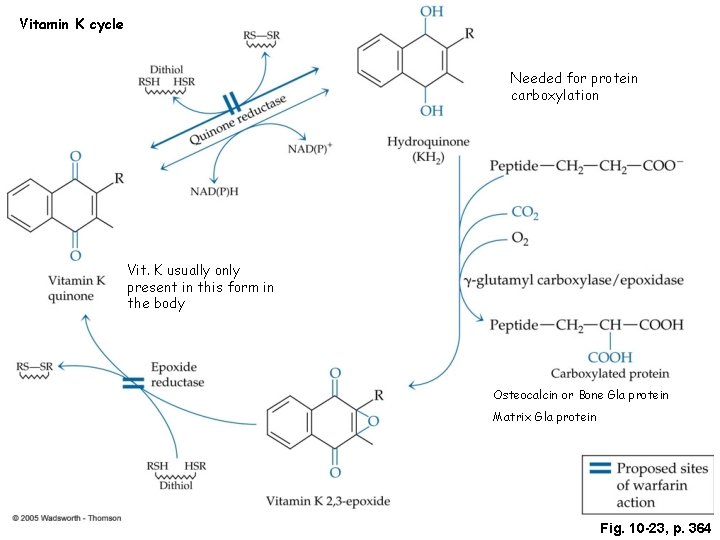 Vitamin K cycle Needed for protein carboxylation Vit. K usually only present in this