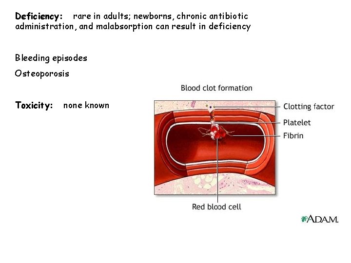 Deficiency: rare in adults; newborns, chronic antibiotic administration, and malabsorption can result in deficiency