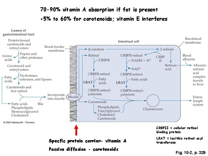 70 -90% vitamin A absorption if fat is present <5% to 60% for carotenoids;