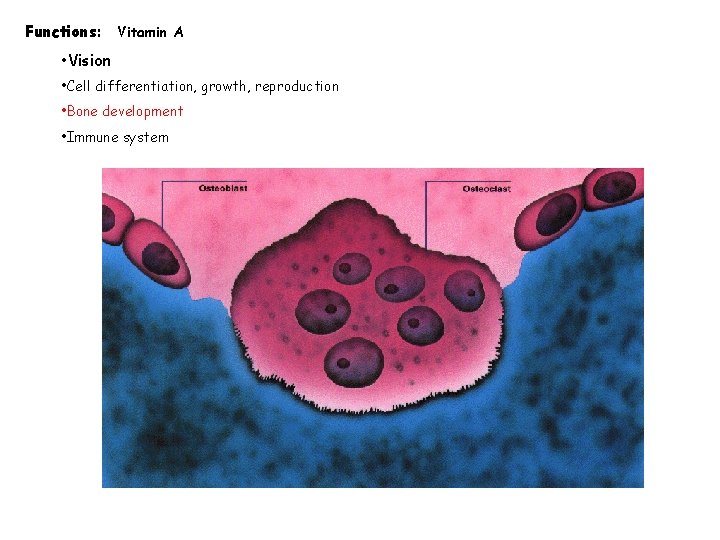 Functions: Vitamin A • Vision • Cell differentiation, growth, reproduction • Bone development •