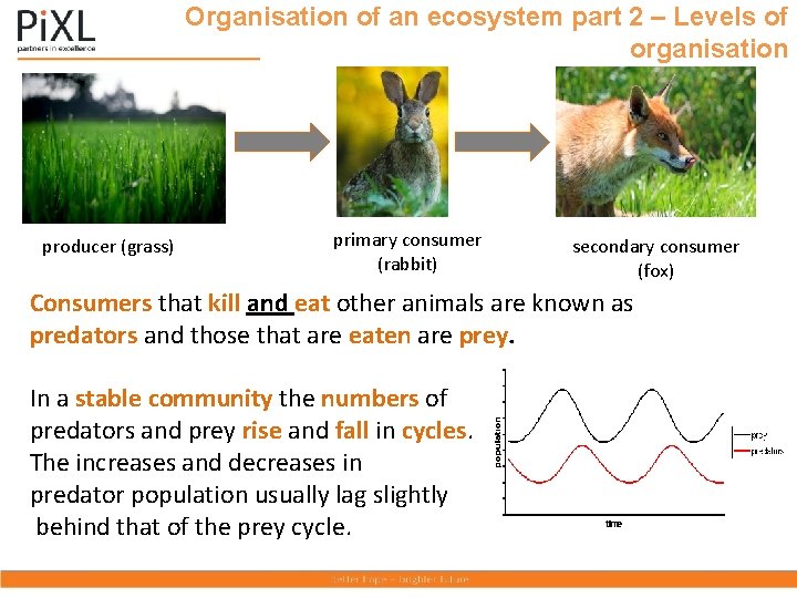 Organisation of an ecosystem part 2 – Levels of organisation producer (grass) primary consumer