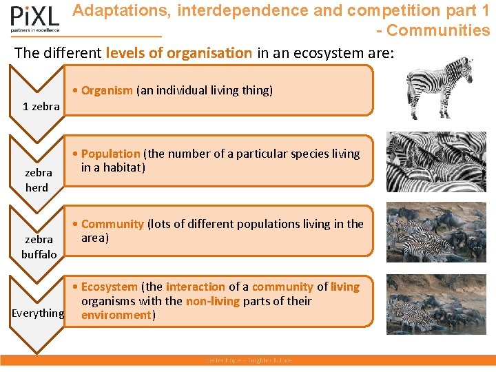 Adaptations, interdependence and competition part 1 - Communities The different levels of organisation in