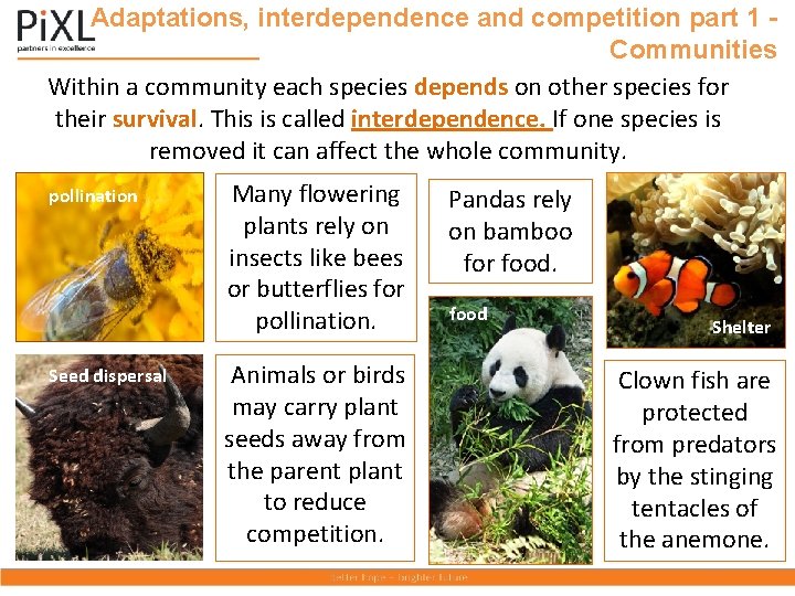 Adaptations, interdependence and competition part 1 Communities Within a community each species depends on