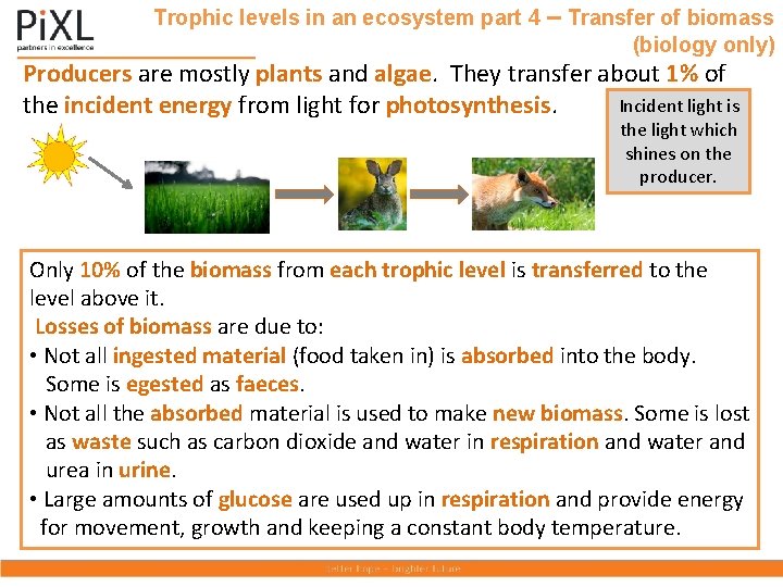 Trophic levels in an ecosystem part 4 – Transfer of biomass (biology only) Producers