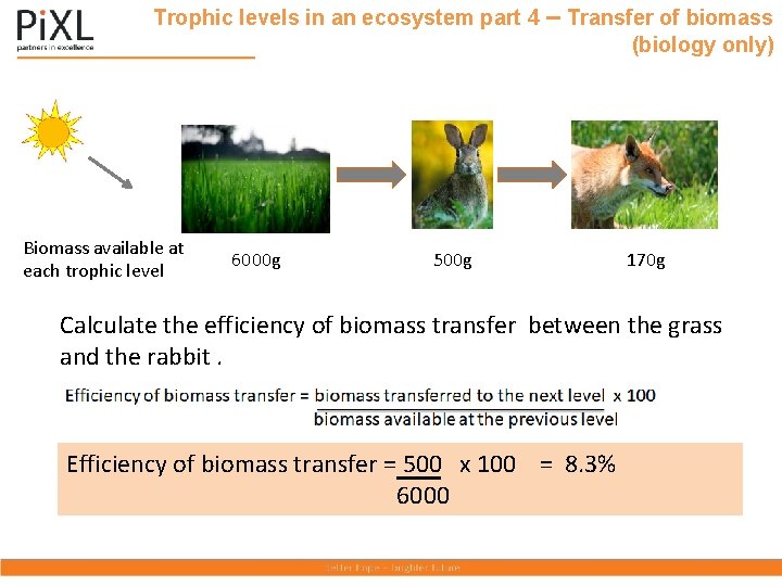 Trophic levels in an ecosystem part 4 – Transfer of biomass (biology only) Biomass