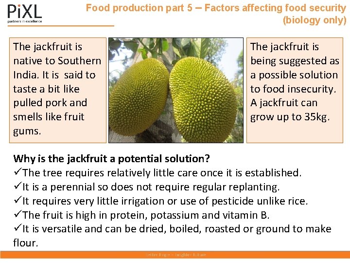 Food production part 5 – Factors affecting food security (biology only) The jackfruit is