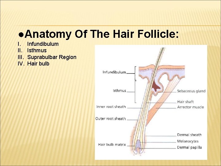 ●Anatomy Of The Hair Follicle: I. III. IV. Infundibulum Isthmus Suprabulbar Region Hair bulb