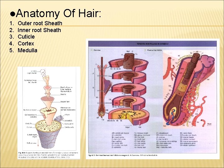 ●Anatomy Of Hair: 1. 2. 3. 4. 5. Outer root Sheath Inner root Sheath