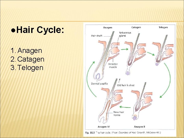 ●Hair Cycle: 1. Anagen 2. Catagen 3. Telogen 