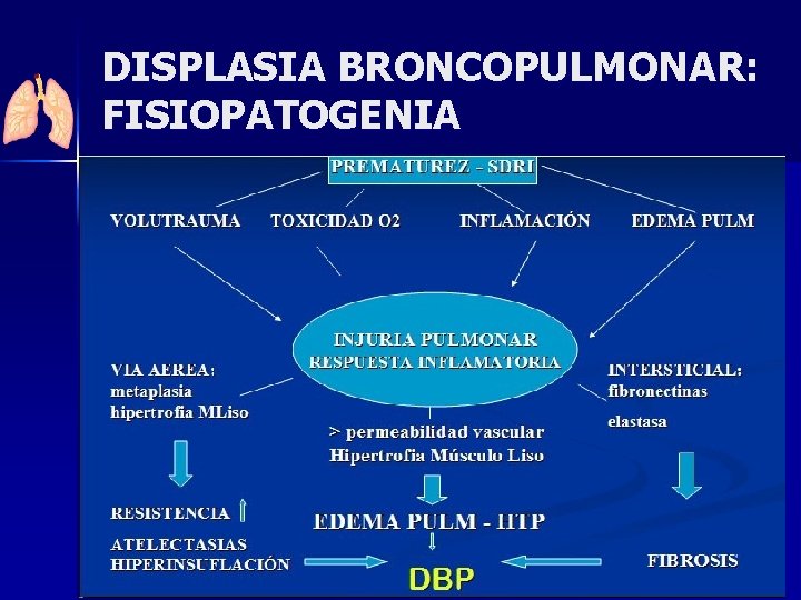 DISPLASIA BRONCOPULMONAR: FISIOPATOGENIA 