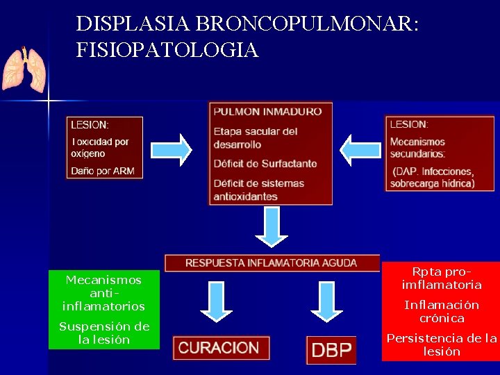 DISPLASIA BRONCOPULMONAR: FISIOPATOLOGIA Mecanismos antiinflamatorios Suspensión de la lesión Rpta proimflamatoria Inflamación crónica Persistencia