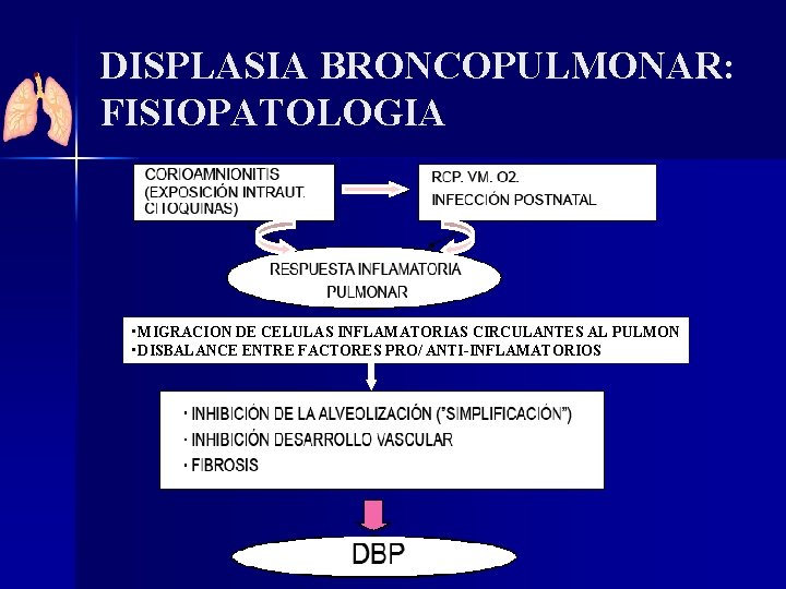 DISPLASIA BRONCOPULMONAR: FISIOPATOLOGIA • MIGRACION DE CELULAS INFLAMATORIAS CIRCULANTES AL PULMON • DISBALANCE ENTRE