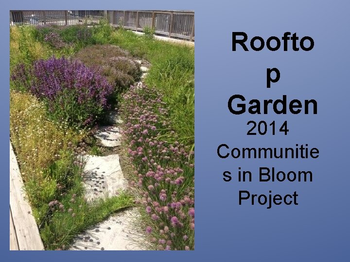 Roofto p Garden 2014 Communitie s in Bloom Project 