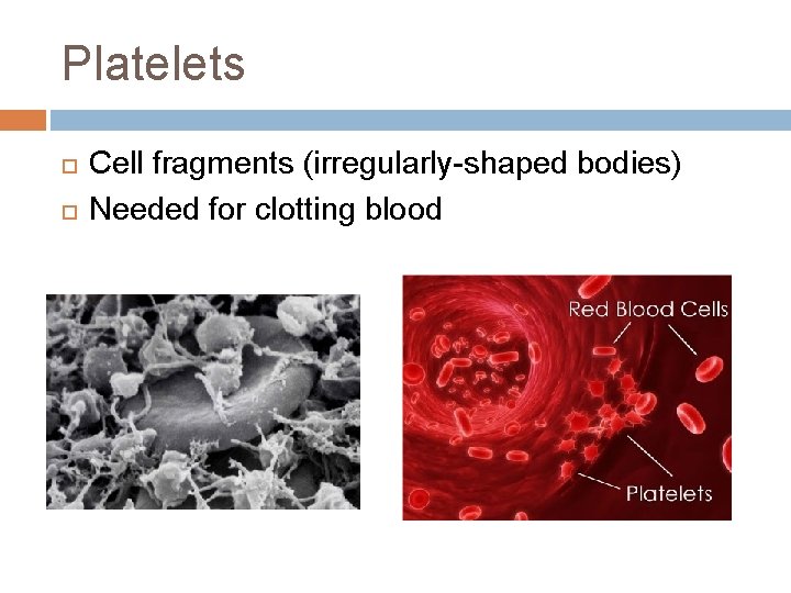 Platelets Cell fragments (irregularly-shaped bodies) Needed for clotting blood 