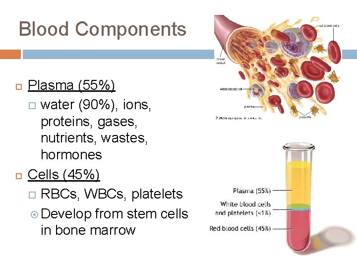 Blood Components Plasma (55%) water (90%), ions, proteins, gases, nutrients, wastes, hormones Cells (45%)