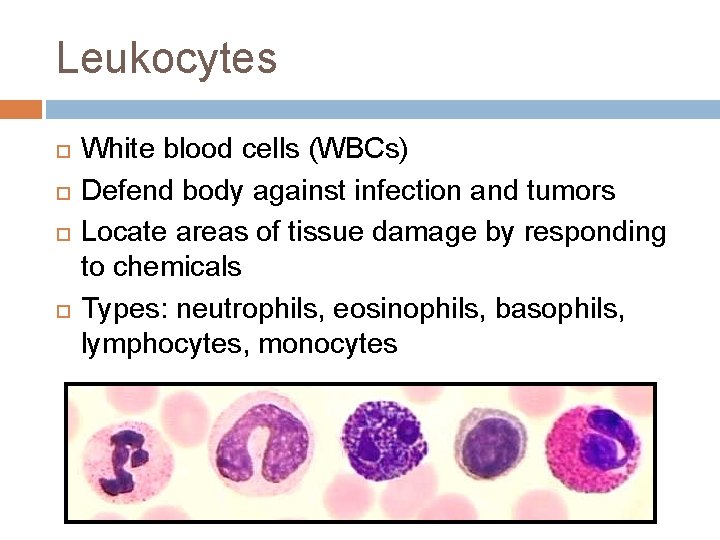 Leukocytes White blood cells (WBCs) Defend body against infection and tumors Locate areas of