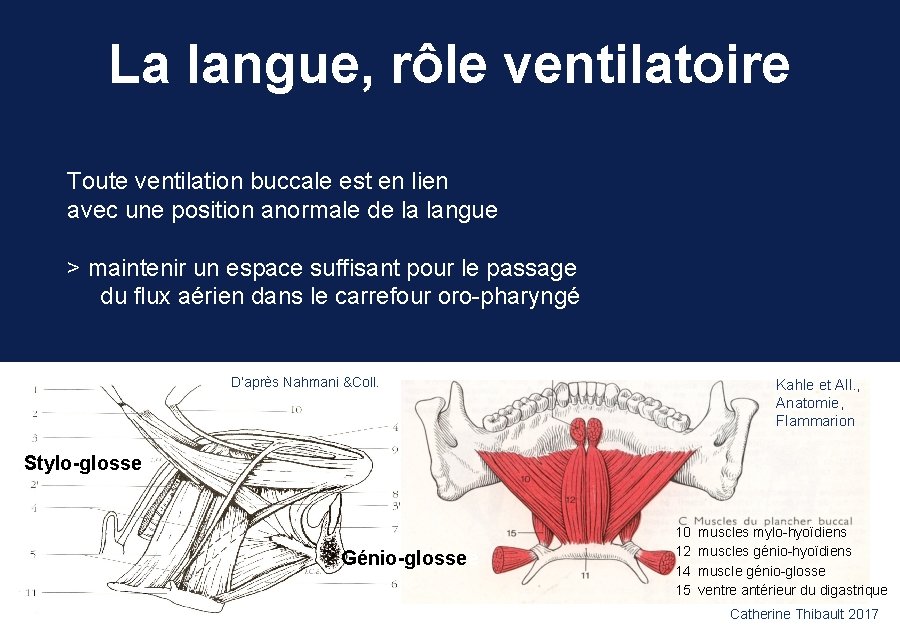 La langue, rôle ventilatoire Toute ventilation buccale est en lien avec une position anormale