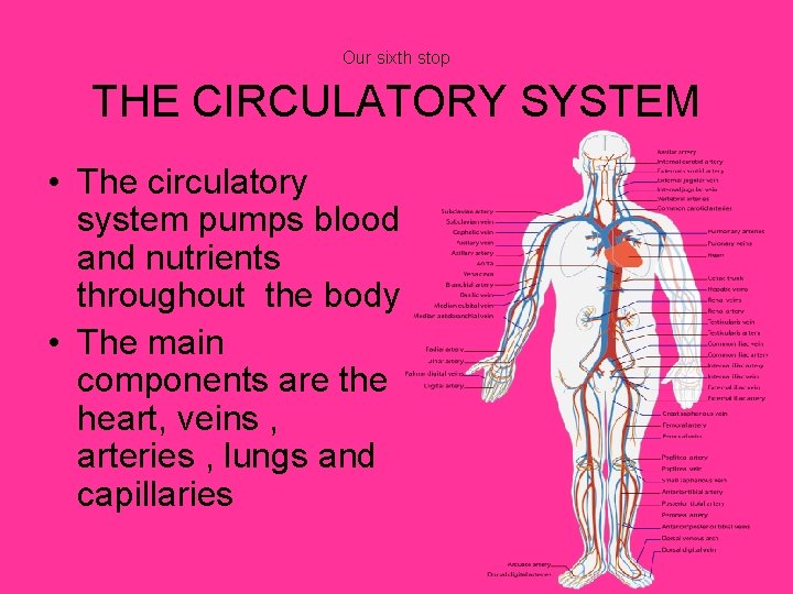 Our sixth stop THE CIRCULATORY SYSTEM • The circulatory system pumps blood and nutrients