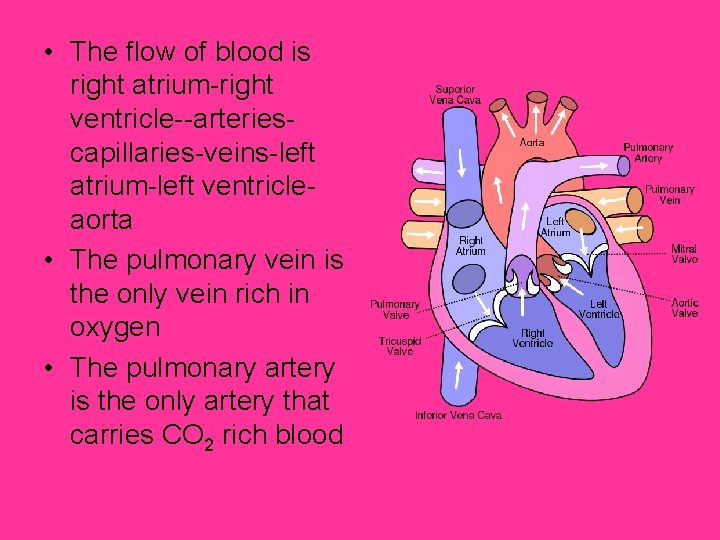  • The flow of blood is right atrium-right ventricle--arteriescapillaries-veins-left atrium-left ventricleaorta • The