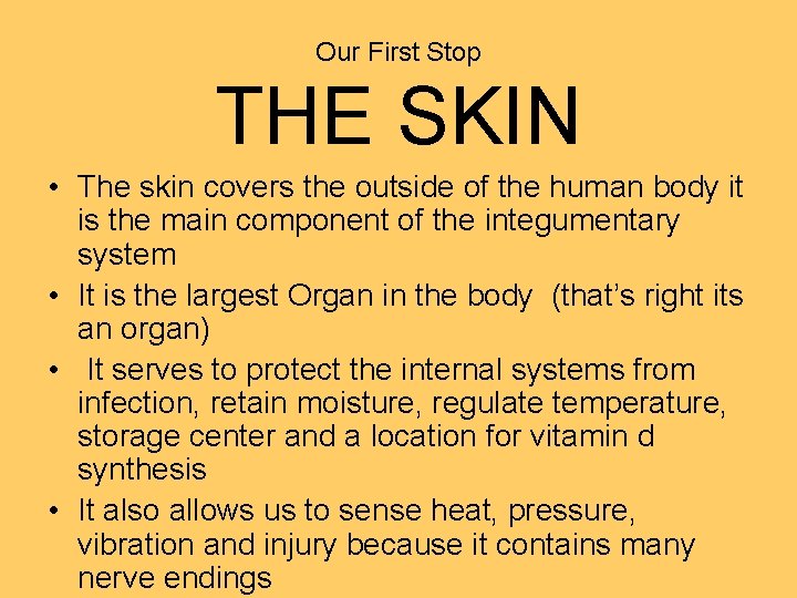 Our First Stop THE SKIN • The skin covers the outside of the human