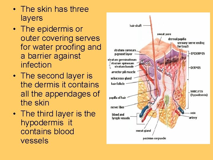  • The skin has three layers • The epidermis or outer covering serves