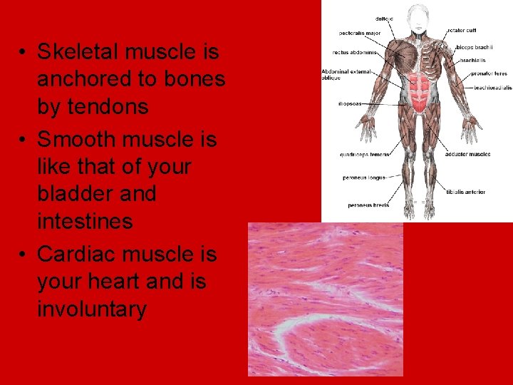  • Skeletal muscle is anchored to bones by tendons • Smooth muscle is