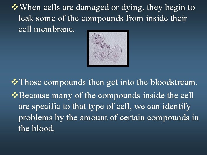 v. When cells are damaged or dying, they begin to leak some of the