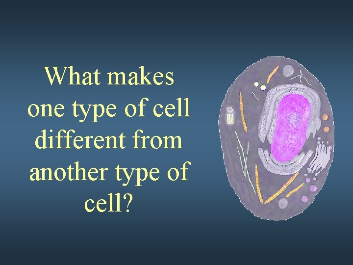 What makes one type of cell different from another type of cell? 