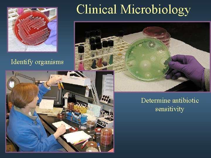 Clinical Microbiology Identify organisms Determine antibiotic sensitivity 