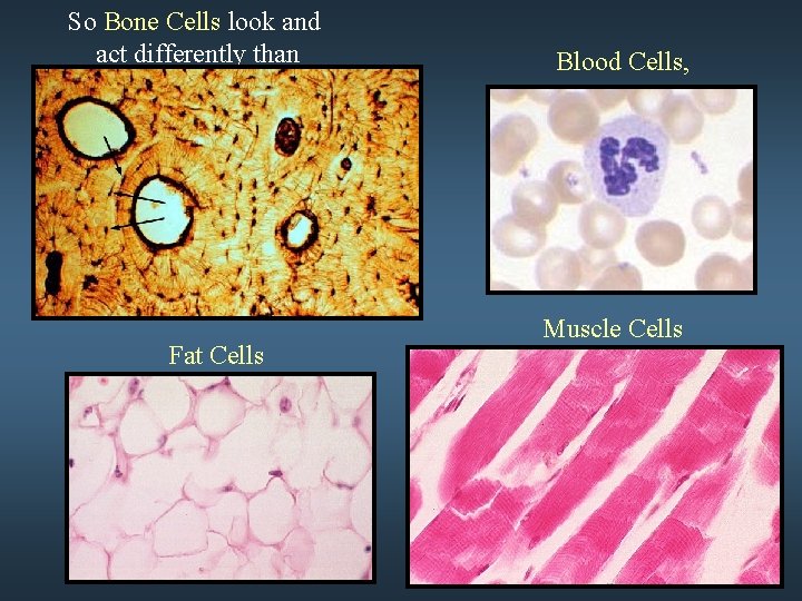 So Bone Cells look and act differently than Fat Cells Blood Cells, Muscle Cells