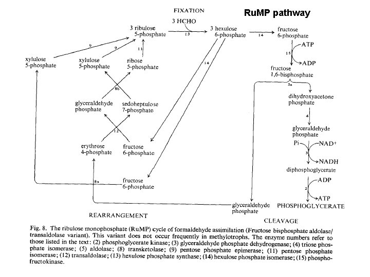 Carbon assimilation pathways Part one Brief summary of