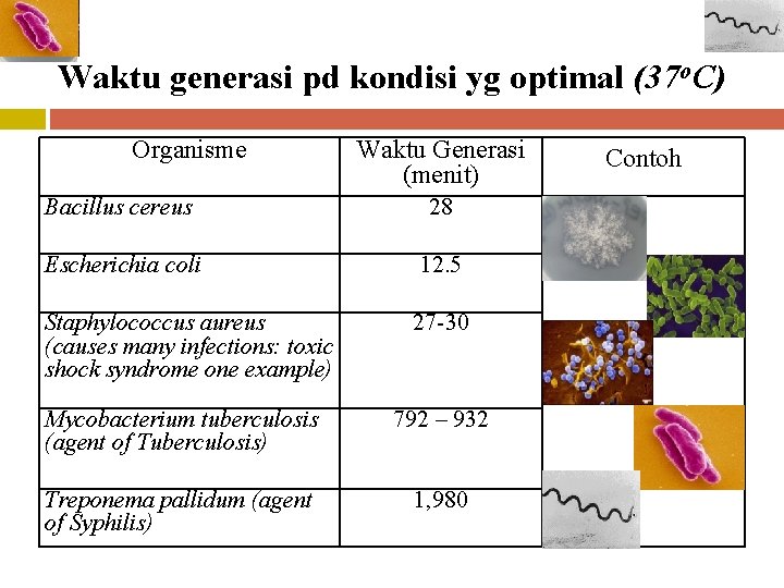 Waktu generasi pd kondisi yg optimal (37 o. C) Organisme Waktu Generasi (menit) Bacillus
