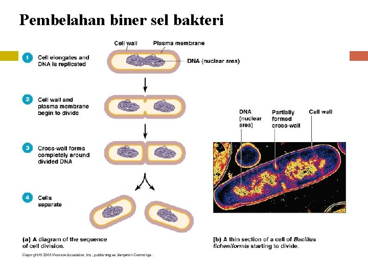 Pembelahan biner sel bakteri 