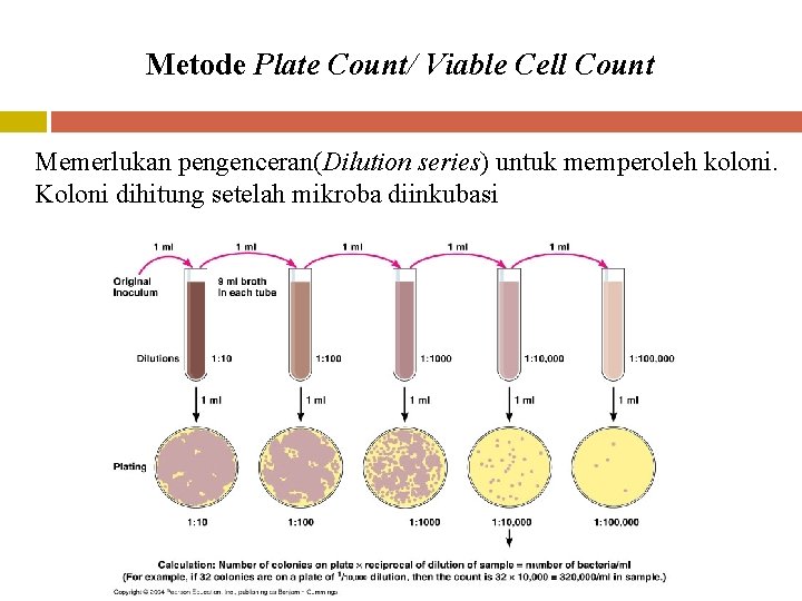 Metode Plate Count/ Viable Cell Count Memerlukan pengenceran(Dilution series) untuk memperoleh koloni. Koloni dihitung