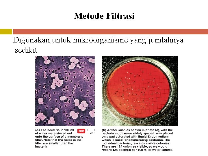 Metode Filtrasi Digunakan untuk mikroorganisme yang jumlahnya sedikit 