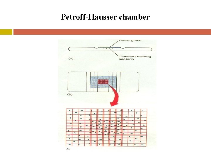 Petroff-Hausser chamber 