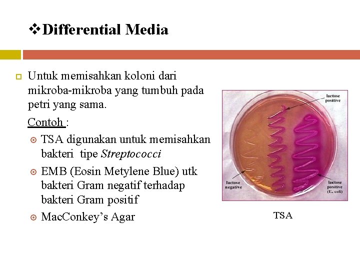 v. Differential Media Untuk memisahkan koloni dari mikroba-mikroba yang tumbuh pada petri yang sama.