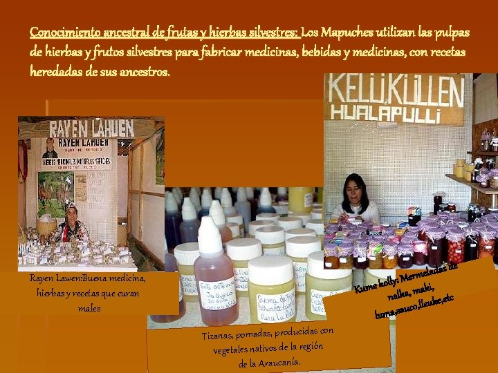 Conocimiento ancestral de frutas y hierbas silvestres: Los Mapuches utilizan las pulpas de hierbas