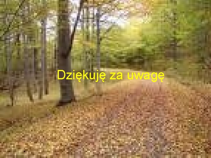 Dziękuję za uwagę 