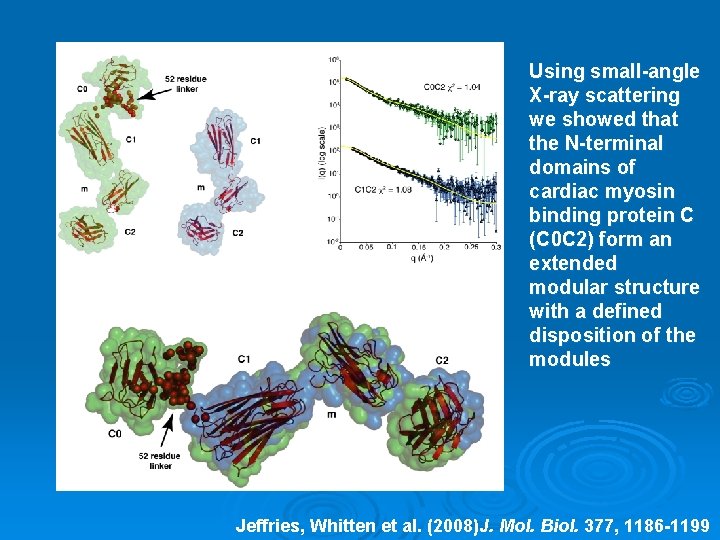 Using small-angle X-ray scattering we showed that the N-terminal domains of cardiac myosin binding