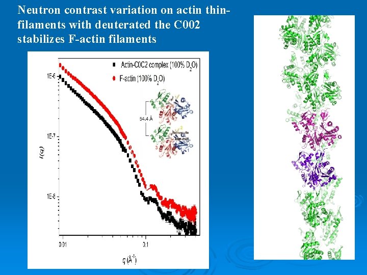 Neutron contrast variation on actin thinfilaments with deuterated the C 002 stabilizes F-actin filaments