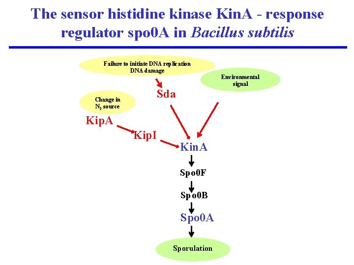 The sensor histidine kinase Kin. A - response regulator spo 0 A in Bacillus