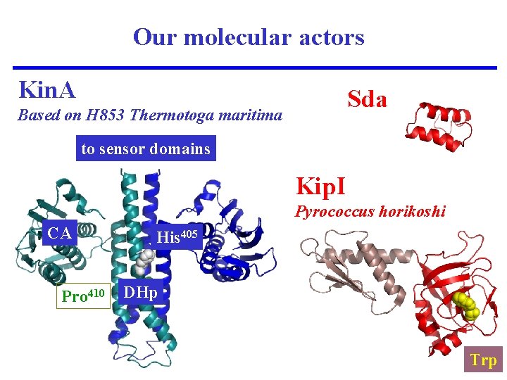 Our molecular actors Kin. A Sda Based on H 853 Thermotoga maritima to sensor