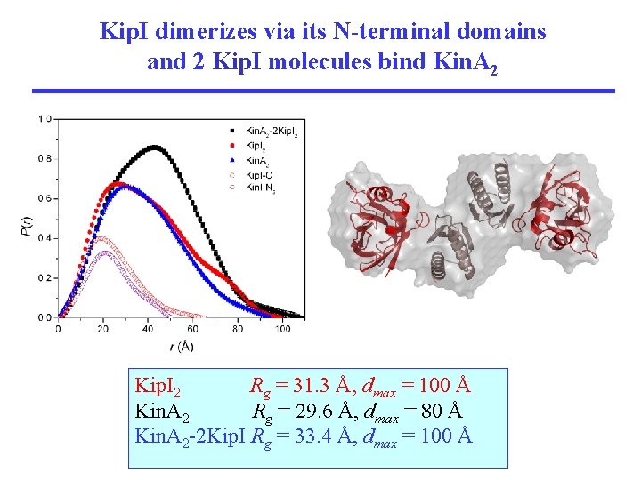 Kip. I dimerizes via its N-terminal domains and 2 Kip. I molecules bind Kin.